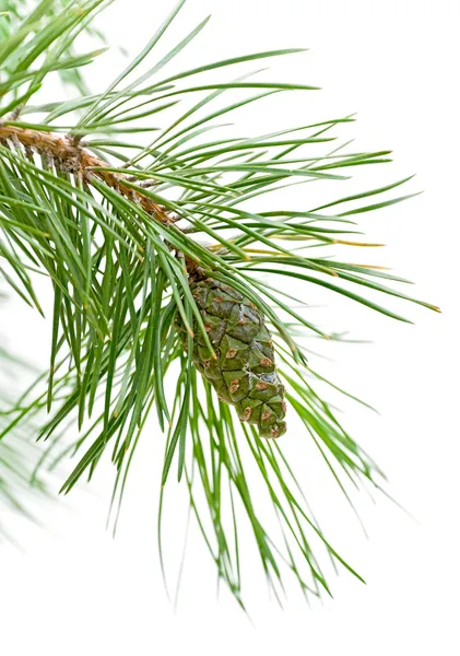 Cone verde em um ramo de pinheiro — Fotografia de Stock
