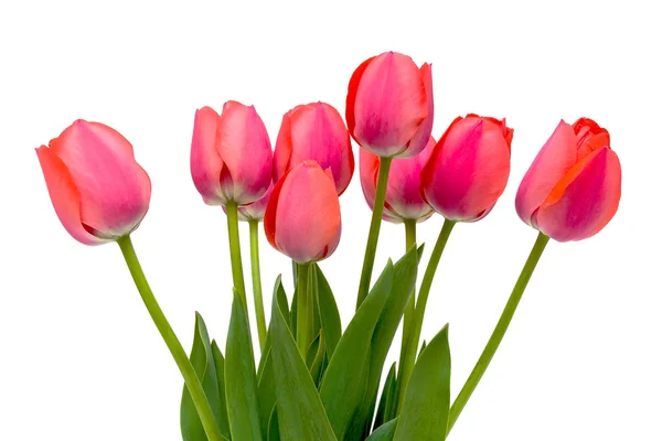 Buquê de tulipas rosa — Fotografia de Stock