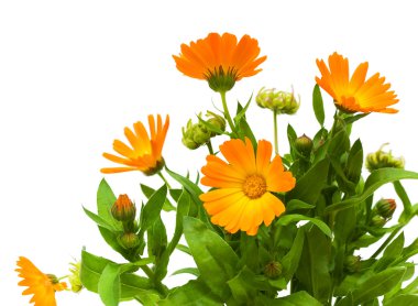 Calendula flower on a white background clipart