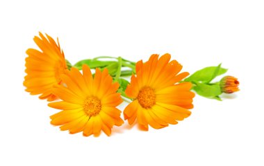 Marigold flowers close up clipart