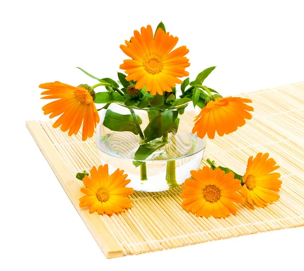 Marigold çiçek yakın çekim — Stok fotoğraf
