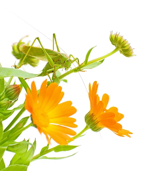 Grasshopper sits on a marigold — Stok fotoğraf