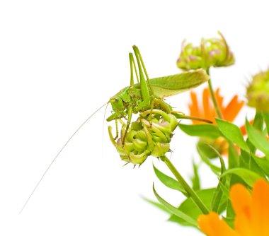 Grasshopper sits on a marigold