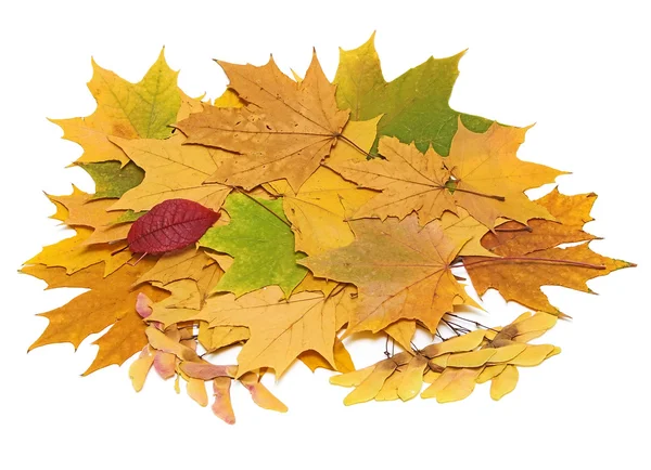 Autumn still life with leaves — Stock Photo, Image