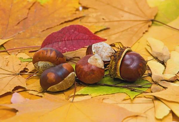 stock image Autumn still life with chestnuts