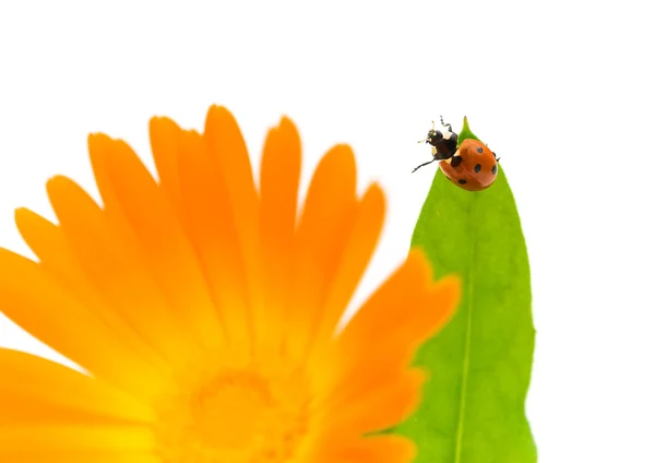 てんとう虫とお花カレンデュラ — ストック写真