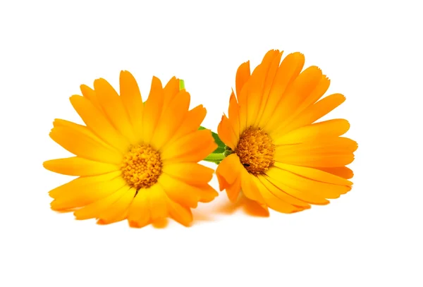 Ringelblume auf weißem Hintergrund — Stockfoto