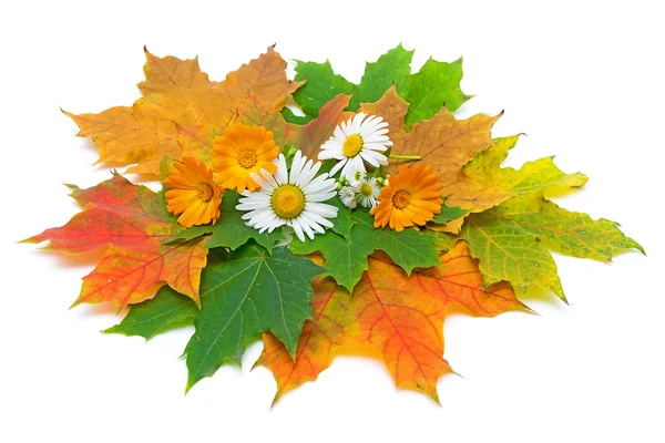 Autumn Still Life — Stock Photo, Image