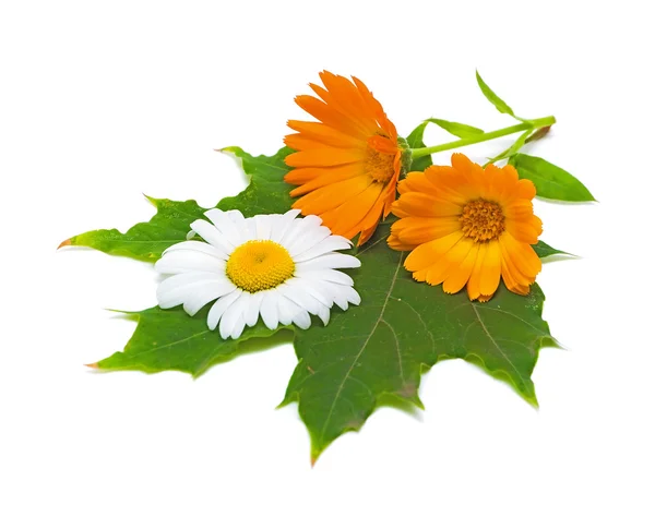 Marigold çiçek ve akçaağaç yaprağı üzerinde papatya — Stok fotoğraf
