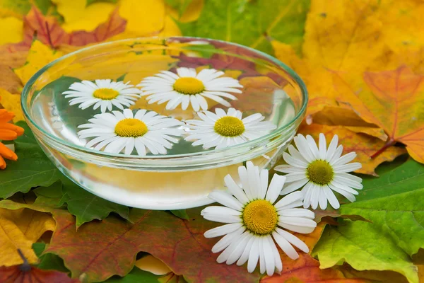 Chamomile flowers in water and maple leaves — Stock Photo, Image