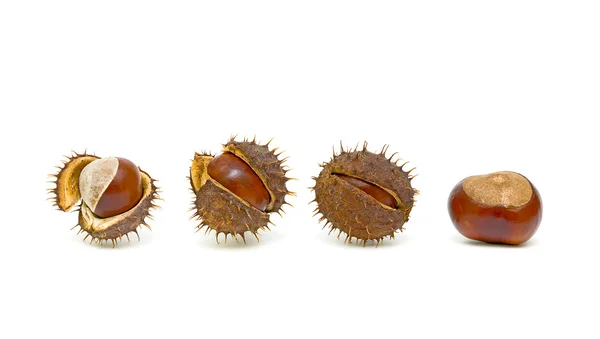 Chestnuts with seed pods over white — Stock Photo, Image