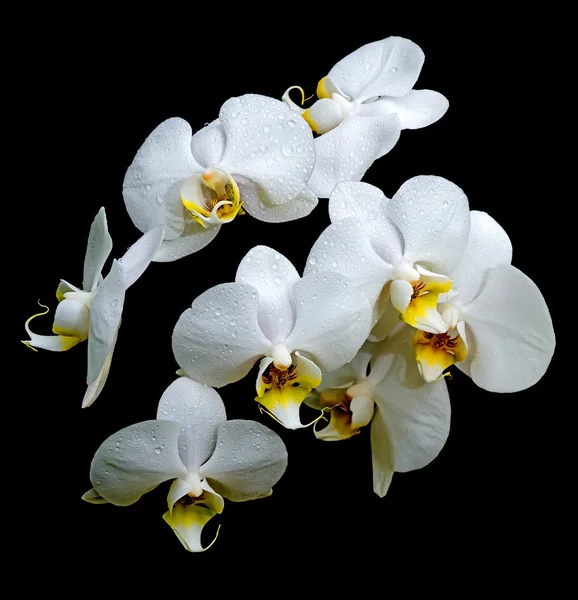Vacker vit orkidé — Stockfoto