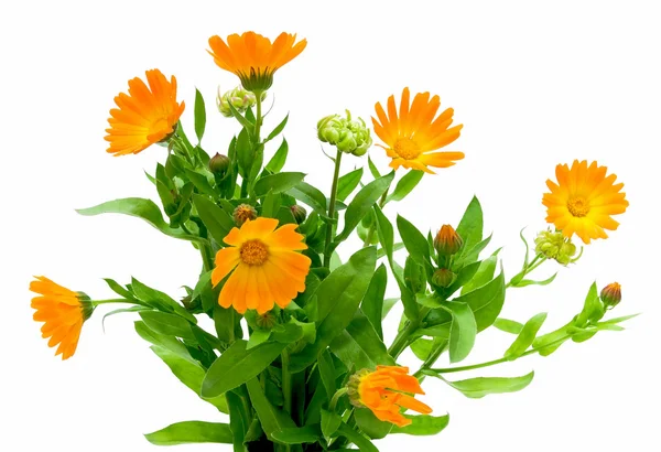 Marigold květina na bílém pozadí — Stock fotografie