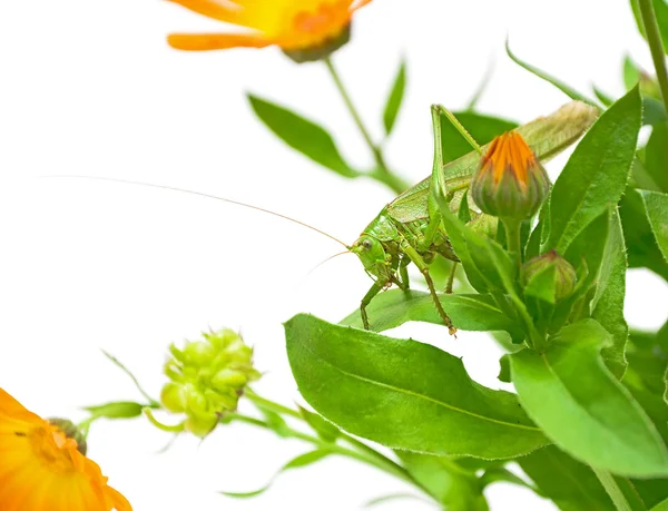 Grasshopper sitting on the flowers of calendula — Stock Photo, Image