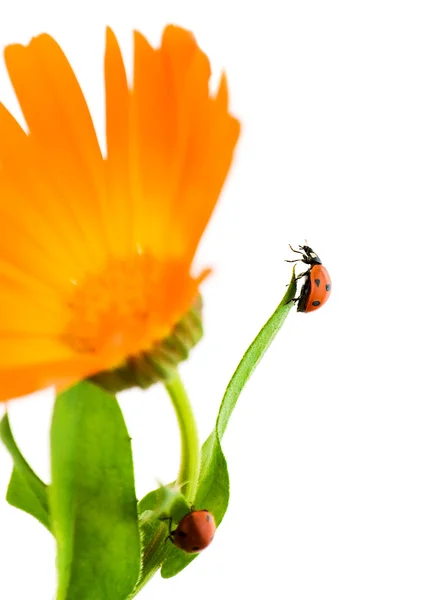 Ladybug sitting on a green leaf — Stock Photo, Image