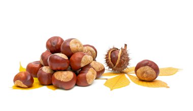 Autumn still life - fruit and leaves of chestnut. clipart