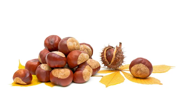 Bodegón otoñal - fruta y hojas de castaño . —  Fotos de Stock