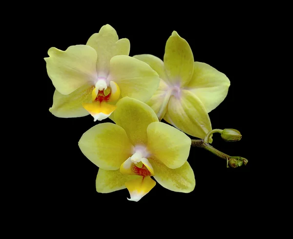 Flor de orquídea sobre un fondo negro — Foto de Stock