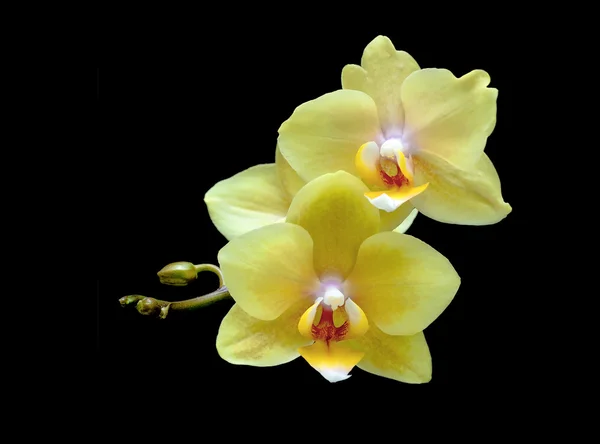 Желтая орхидея на черном фоне — стоковое фото