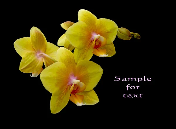 Blommor gula orkidé på svart bakgrund — Stockfoto