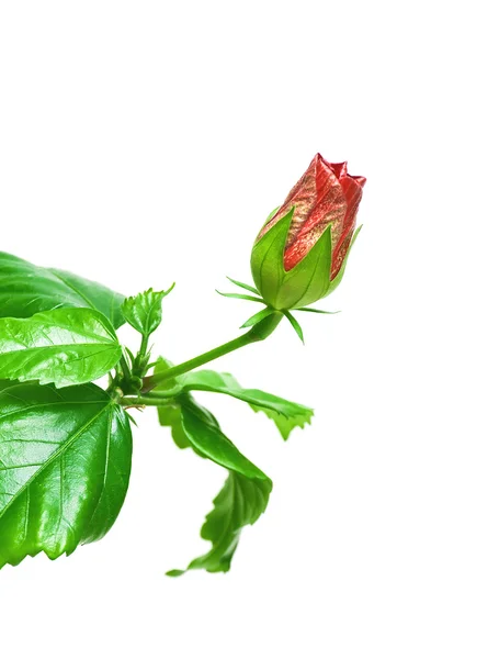Красная бутон розы на белом фоне — стоковое фото
