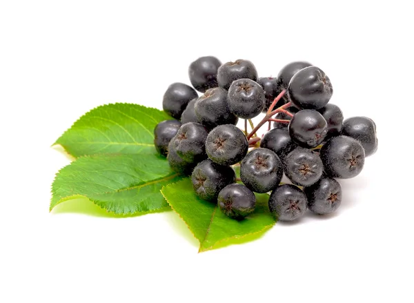 Aronia berries on a white background — Stock Photo, Image
