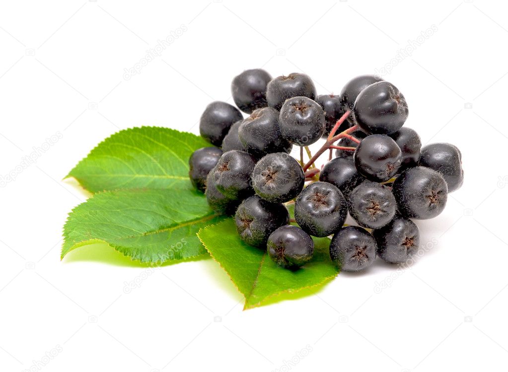 Aronia berries on a white background