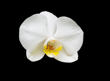 White orchid on a black background clipart