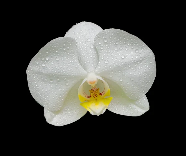 Flor de orquídea no orvalho cai sobre um fundo preto — Fotografia de Stock
