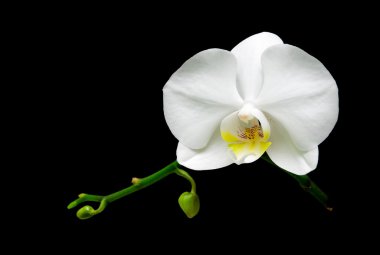 White orchid flower on a black background clipart