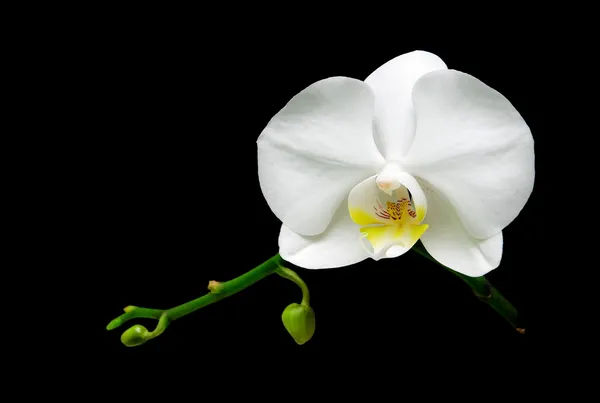 stock image White orchid flower on a black background