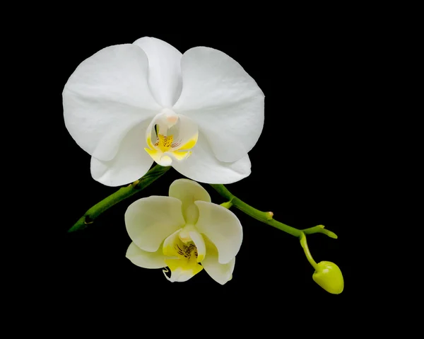 White orchids on a black background — Stock Photo, Image