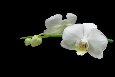 Blooming orchid on a black background clipart