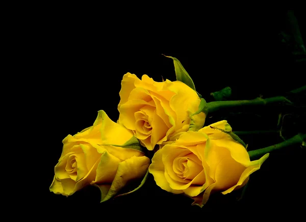 검은 배경에 노란색 장미 꽃다발이 있는 모습 — 스톡 사진
