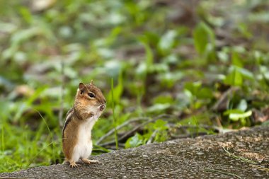 The chipmunk sits clipart