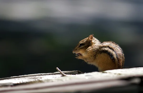 stock image Chipmunk