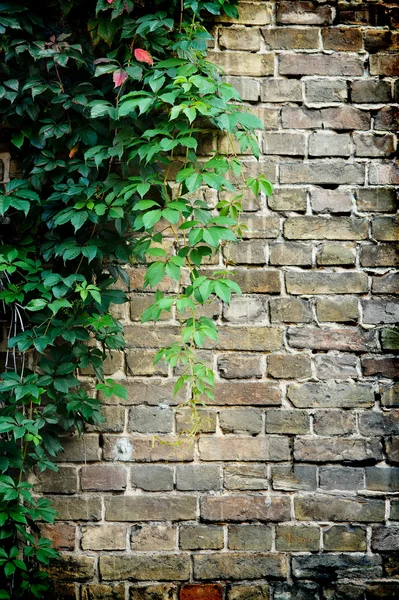 녹색 담 쟁이 덩굴에 덮여 회색 벽돌 벽 — 스톡 사진