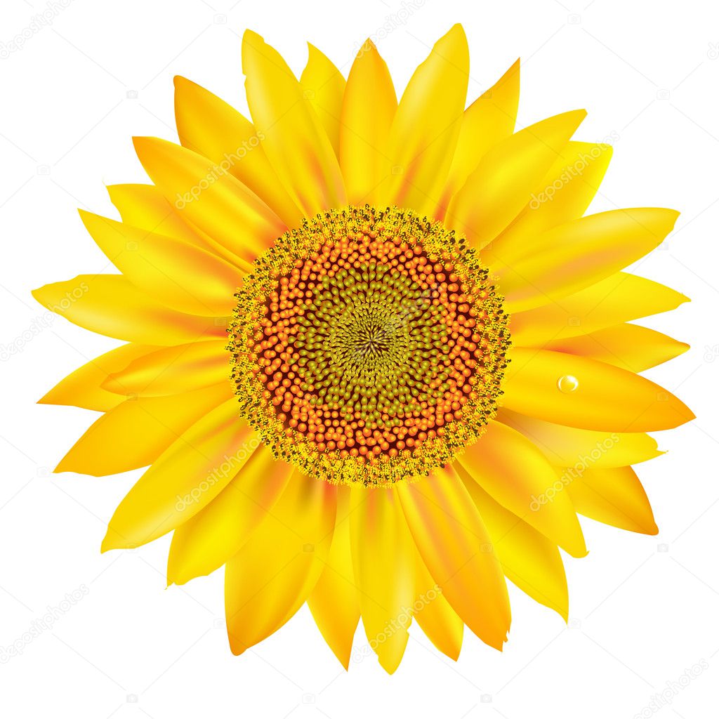 Sunflower — Stock Vector © barbaliss #6818832