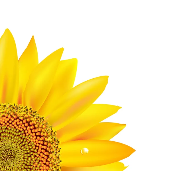 Sunflower — Stock Vector