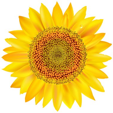 Sunflower clipart