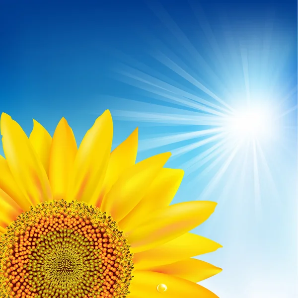 Blauer Himmel und Sonnenblumen — Stockvektor