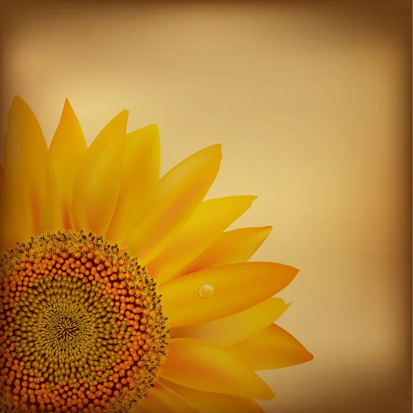 Vintage Papier mit Sonnenblume — Stockvektor