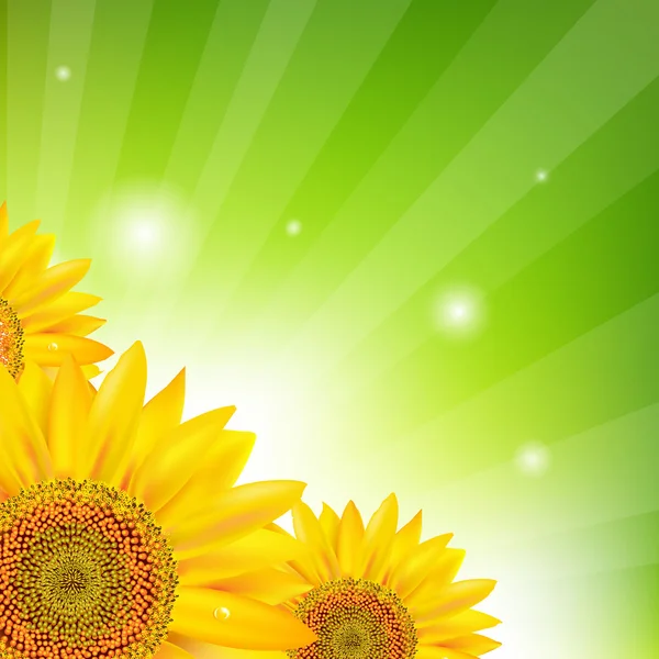 Sunflower And Sunburst — Stock Vector