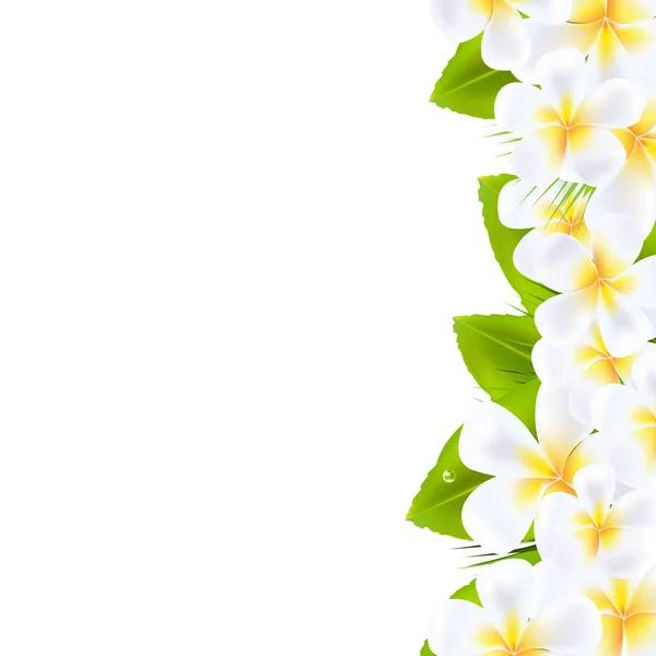 Frangipani Blumen Rand — Stockvektor