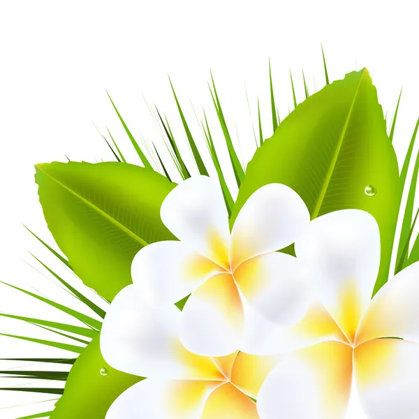 Gyönyörű frangipani — Stock Vector
