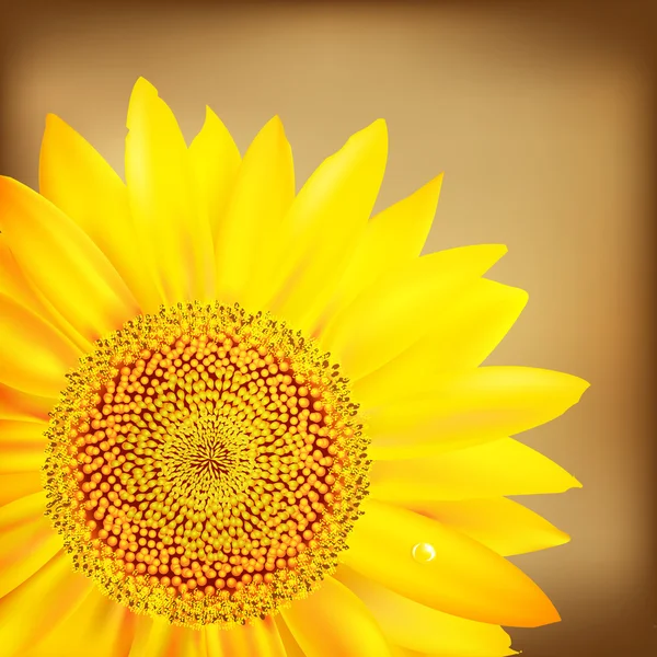 Sonnenblume und altes Papier — Stockvektor