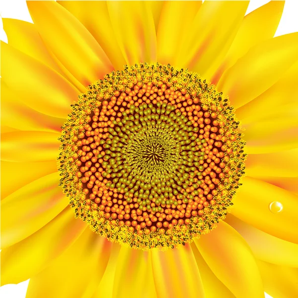 Sunflower Closeup — Stock Vector