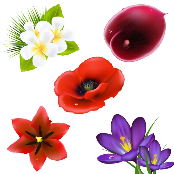 Conjunto de flores realistas — Archivo Imágenes Vectoriales