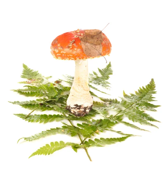 The fly agaric costs on leaves — Stock Photo, Image