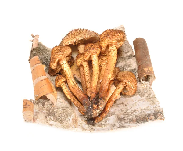 Honing agarics op een schors van een berk — Stockfoto